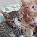 [육묘일기] 좌충우돌 육(六)묘일기(6) - 삼남매의 성장과정②