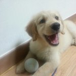 [대형견] 우리 <b>보리</b>도 자랑해봐요ㅎ