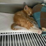 [함안길천사] 두번 버려지는 아픔을 겪지 않길...