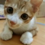 [고양이] 우리집 냥<b>아치</b>!!