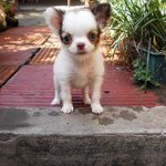 [동물시리즈] 인테리어의 중요성 ㅋㅋㅋ