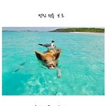[동물시리즈] <b>돼지</b>도 알바하는 세상 ~