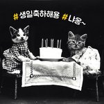 [동물시리즈] 생일이 맞나요?, 해피버스데이<b>투유</b>~♬