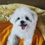 [강아지] (2)  11살윈디