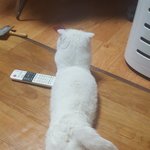 [고양이] 어느 날 갑자기 나에게 온 울 냥이 듕듕이