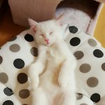 [고양이] 우리집 <b>루루</b>