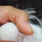 강아지 피부병 사진있음 봐주세요