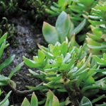 장길자회장>>국제위러브유운동<b>본부</b>(iwf) 사랑의김장나누기#글로벌복지활동