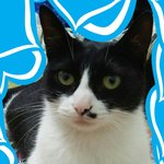 [고양이] [사진추가~]가또입니다. <b>독특</b>한 식빵 자세 올려 보아요~^^