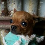 [애린원] 따뜻한 옷을 입혀놔도 추워서 바들바들 떨고있습니다.
