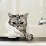 캣바캣(지옥 혹은 천국)이라는 고양이 <b>목욕</b>