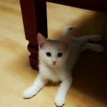[고양이] 우리집<b>루루</b>