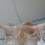 [고양이] 우리 아롱이가 아파요ㅡㅜ