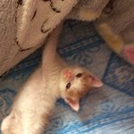 (입양<b>완료</b>)애기애기한 진리의 치즈 아깽이가 집사님을 공개수배합니다...
