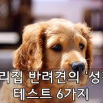 우리집 반려견의 '성격' 테스트 6가지