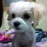 [망고랜드] 천방지축 7남매 <b>웰컴</b>투 망고랜드(5)