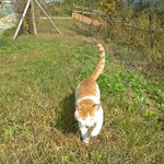 치즈고양이 <b>입양</b>하실분
