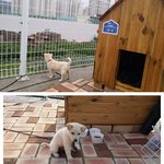 어쩌다가 우리집 강아지 됐어요