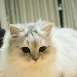 [고양이] 나는 옥희라고 한다냥 4