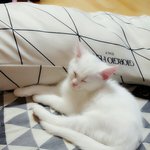 [고양이] 우리집 <b>루루</b>