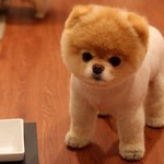 <b>인형</b> 보다 귀여운 포메라니안