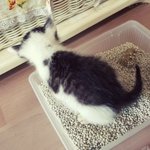 [뚱냥이땅콩] 뚱냥이의하루-아기냥의 성장일기