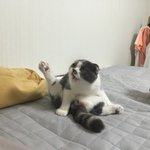 [짜장] 0.7살 스코티쉬<b>폴드</b> 오랜만인 짜장이