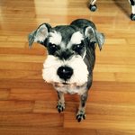 [귀여운<b>동물</b>] 13살된 할아버지견 슈나우저 코니를 소개할께요!!