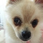 대전시 서구 강아지를 찾아주세요