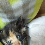 [도와주세요]완전아기고양이를 주워왔는데 똥<b>범벅</b>이예요..