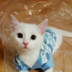 [고양이] 우리집 <b>루루</b>