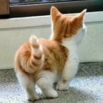 귀여움 터지는 고양이 <b>뒤태</b>