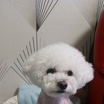 <b>울집</b> 귀욤이들....
