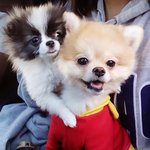 [크림일기] <b>슈와</b> 함께하는 첫 산책 : 친해진 슈크림