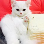 [옹심] 찹쌀떡같은 0.4살 스코티쉬 옹심이에요 :) 4