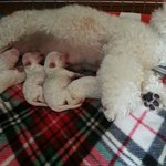 <b>비숑</b>프리제모수와 아가들 이야기