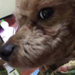 우리<b>집</b>에사는 개나르 개길<b>순</b>