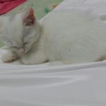 [고양이] <b>솜</b>이봄이육묘일기