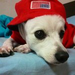 [강아지] 7살 스피츠 호<b>순이</b>입니다