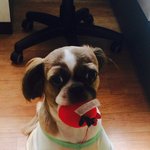 [강아지] 안양 비산3동 <b>복돌</b>이 찾아요