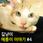 [메룽이<b>집사</b>] 길냥이 메룽이 이야기 #4