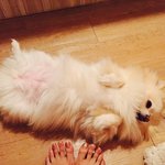 (8살 뽀<b>송이</b>) 또 올려볼께요><