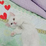 [고양이] 솜이봄이육묘일기2