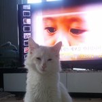 [고양이] 안타까운 사진발
