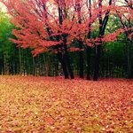 <b>산책</b>하다찍었는데어때요?