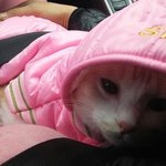 [고양이] 아롱이 병원가는길~