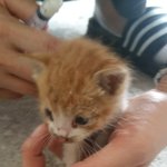 [고양이] 결벽증에서 벗어나게 해준 콩이를 소개합니다.