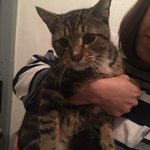 [고양이] 안타까운 냥이의 주인을 찾아요..