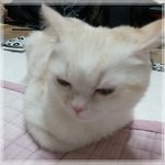 [미뇽] 심심하다 심심행