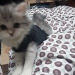 [미뇽] 오~빠~야~ 같이 놀장